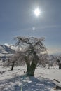 Frozen Oak tree forest with snow, fog, rocks and bright sun in Sierra de las Nieves Royalty Free Stock Photo