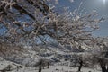 Frozen Oak tree forest with snow, fog, rocks and bright sun in Sierra de las Nieves Royalty Free Stock Photo