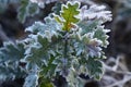 Frozen oak tree leaves, background Royalty Free Stock Photo