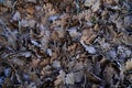 Frozen oak tree leaves, background Royalty Free Stock Photo