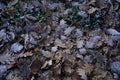 Frozen oak tree leaves, background Royalty Free Stock Photo