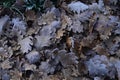 Frozen oak tree leaves, background Royalty Free Stock Photo