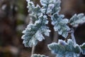 Frozen oak tree leaves, background Royalty Free Stock Photo