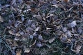 Frozen oak tree leaves, background Royalty Free Stock Photo