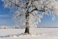 Lithuania nature.Frozen oak tree on a snowy field. Royalty Free Stock Photo