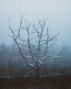 A Frozen Old Tree in North Zealand, Denmark Royalty Free Stock Photo