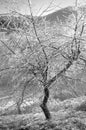 Frozen olive tree. Black and white photo