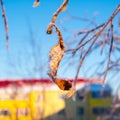 Frozen one yellow leaf in frost, snow, winter still Royalty Free Stock Photo