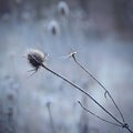 Frozen Onopordum acanthium .Frost on branches. Beautiful winter seasonal natural background