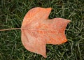 Frozen orange leaf of a tulip tree