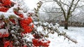 Frozen orange narrowleaf firethorn Pyracantha angustifolia Royalty Free Stock Photo