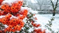 Frozen orange narrowleaf firethorn Pyracantha angustifolia Royalty Free Stock Photo