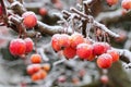 Little apples in winter with ice needles Royalty Free Stock Photo