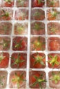 Frozen Pachino tomatoes in small cubes for a refreshing aperitif