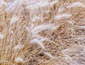 Frozen pampa grass in wintertime Royalty Free Stock Photo