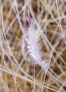 Frozen pampa grass in wintertime Royalty Free Stock Photo