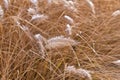 Frozen pampa grass in wintertime Royalty Free Stock Photo