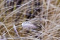 Frozen pampa grass in wintertime Royalty Free Stock Photo
