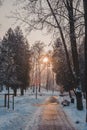 Frozen park in winter under snow. The sun`s rays break through the branches of a trees. Royalty Free Stock Photo