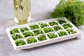 Frozen parsley and dill in an ice cube tray Royalty Free Stock Photo