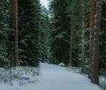 A frozen path in the forest