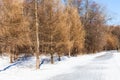 Frozen pathway along bare larch trees in winter