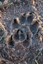 Frozen Paw print Royalty Free Stock Photo