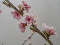 Frozen peach tree in bloom, frost in the growing season, flowers damaged