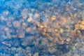 Frozen pebbles under ice. Royalty Free Stock Photo