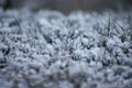 Frozen grass on a winter morning: Frost macro photography, ice fractal formations over plants.