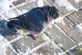 Frozen pigeon on the pavement in the snow with Royalty Free Stock Photo