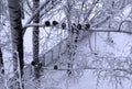 Frozen pigeons on snowy birch. Birds on tree on cold winter d