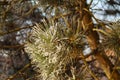 Frozen pine branch Royalty Free Stock Photo