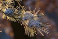 Frozen Pine Branch