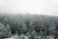 Frozen pine forest trees with frost on winter morning in fog Royalty Free Stock Photo