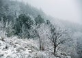 Frozen pine forest trees with frost on winter morning in fog Royalty Free Stock Photo