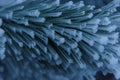 Frozen pine little needles on branch closeup Royalty Free Stock Photo