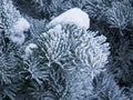 Frozen pine needles close up shot on a cold freezing winter day Royalty Free Stock Photo