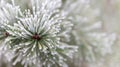 Frozen pine needles in winter before spring melting, renewal of nature background Royalty Free Stock Photo