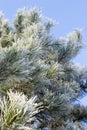 Frozen pine tree Royalty Free Stock Photo