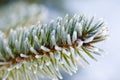 Frozen pine tree branch Royalty Free Stock Photo