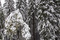 Frozen pine tree Royalty Free Stock Photo