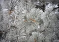 Frozen Pine Tree with cones Royalty Free Stock Photo