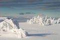 Frozen pines Royalty Free Stock Photo