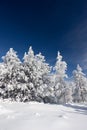 Frozen pines