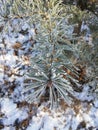 Frozen pines in the woods. Royalty Free Stock Photo