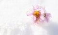 Frozen pink aster flowers covered with ice on the snow. Background with copy space Royalty Free Stock Photo