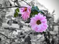 Frozen pink Flower covered by ice frosting during early spring in nature. Royalty Free Stock Photo