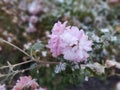 Frozen pink Flower covered by ice frosting during early spring in nature. Royalty Free Stock Photo