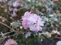 Frozen pink Flower covered by ice frosting during early spring in nature. Royalty Free Stock Photo